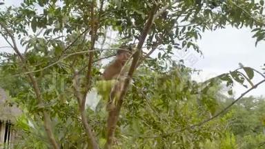 土著男孩正在他的家乡亚马逊村爬树